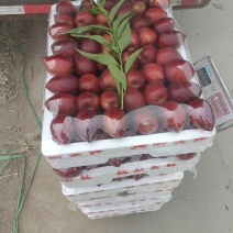 中油4号油桃