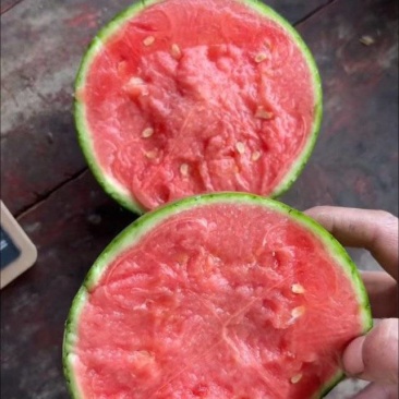 小糖丸西瓜口感好，价格合理，需要联系