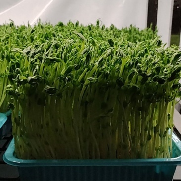 浙江温州活体盒装豌豆苗/量大价优/产地直发/诚信经营