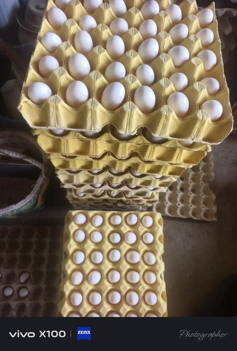 新鲜自家鸽子蛋，源头直供，欢迎老板们下单，诚信经营，品质