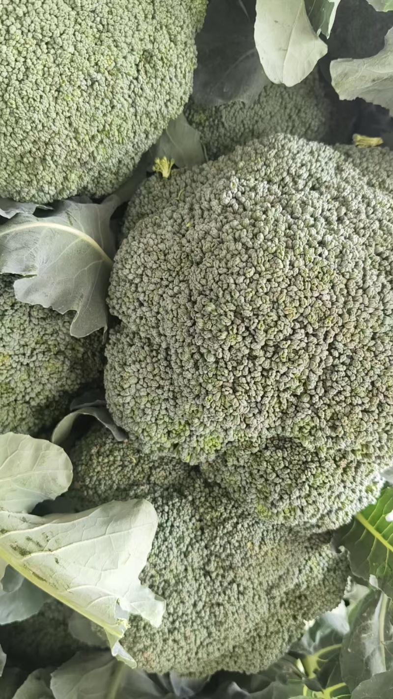 产地大量上市，一手货源，质量保证需要的新老客户联系！