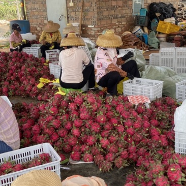 红心火龙果皮薄多汁广东徐闻产地直供对应全国各地电商代理商