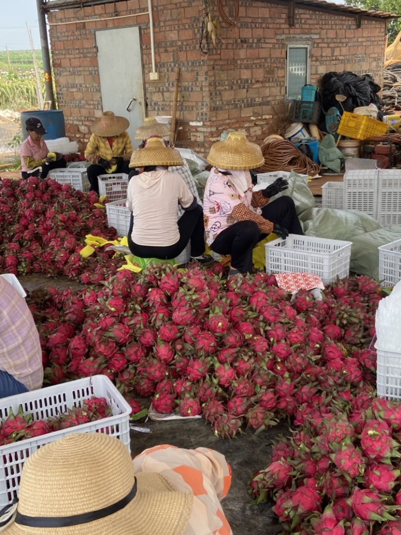 红心火龙果皮薄多汁广东徐闻产地直供对应全国各地电商代理商