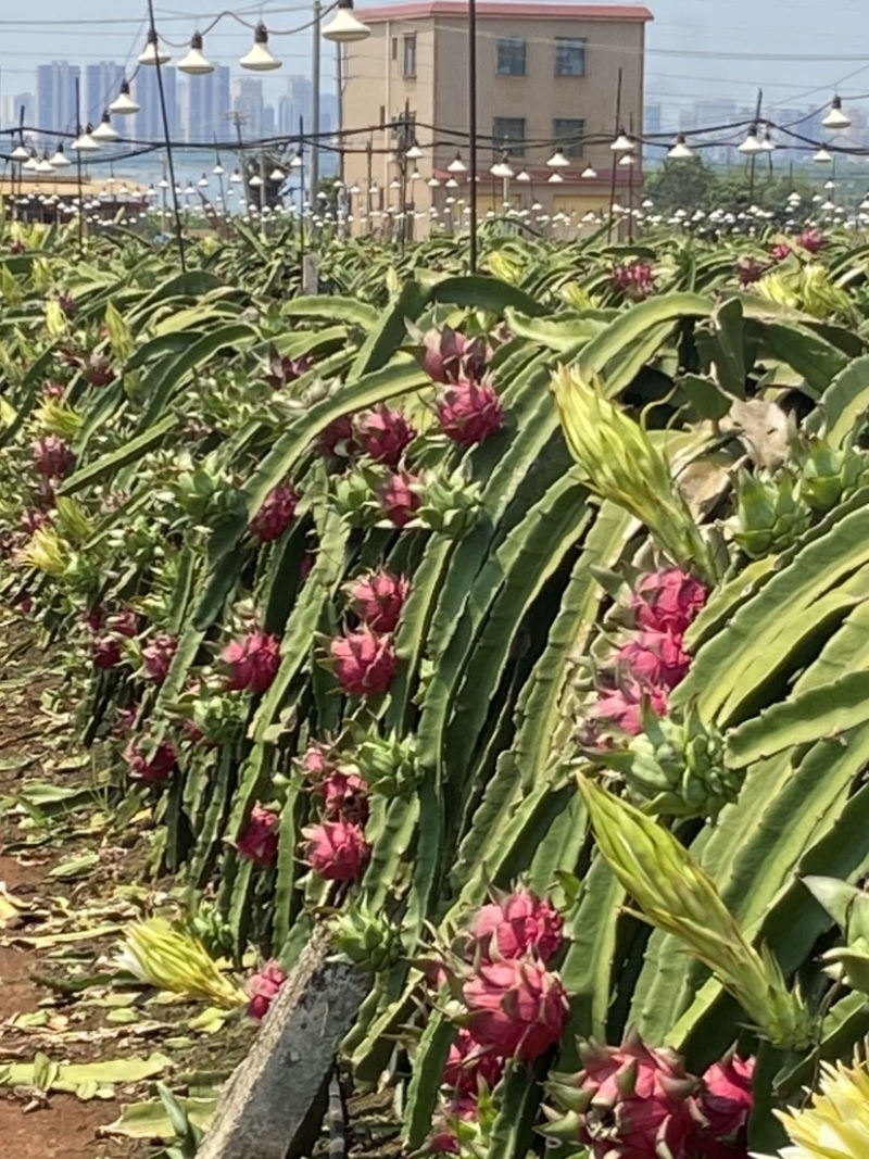 红心火龙果皮薄多汁广东徐闻产地直供对应全国各地电商代理商