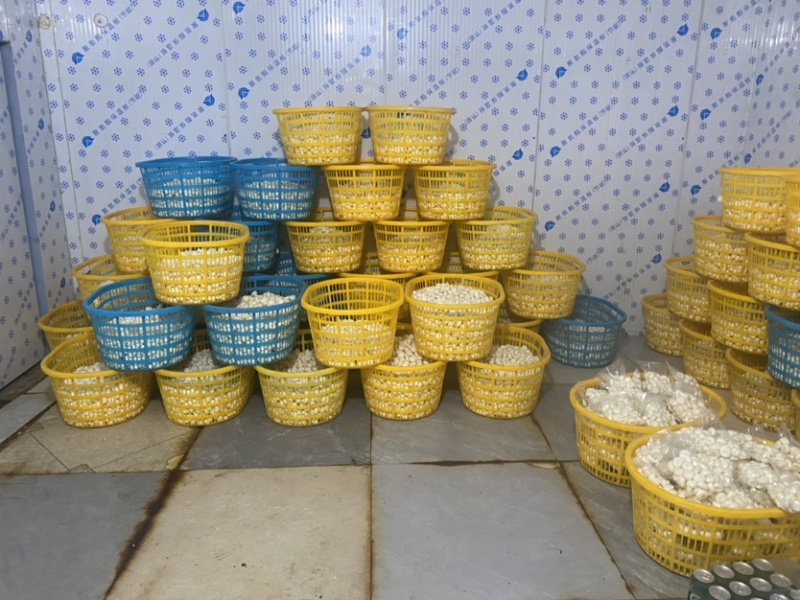 现削去皮马蹄荸荠，无泡水.商超品质.精工去皮