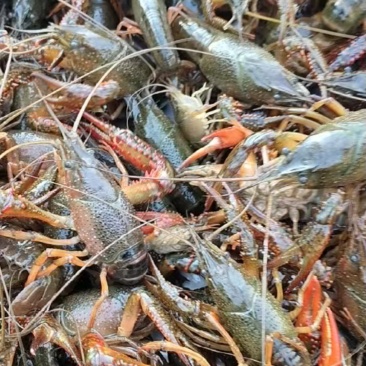 江苏清水麻青小爪小龙虾456789炮头常年供应饱满