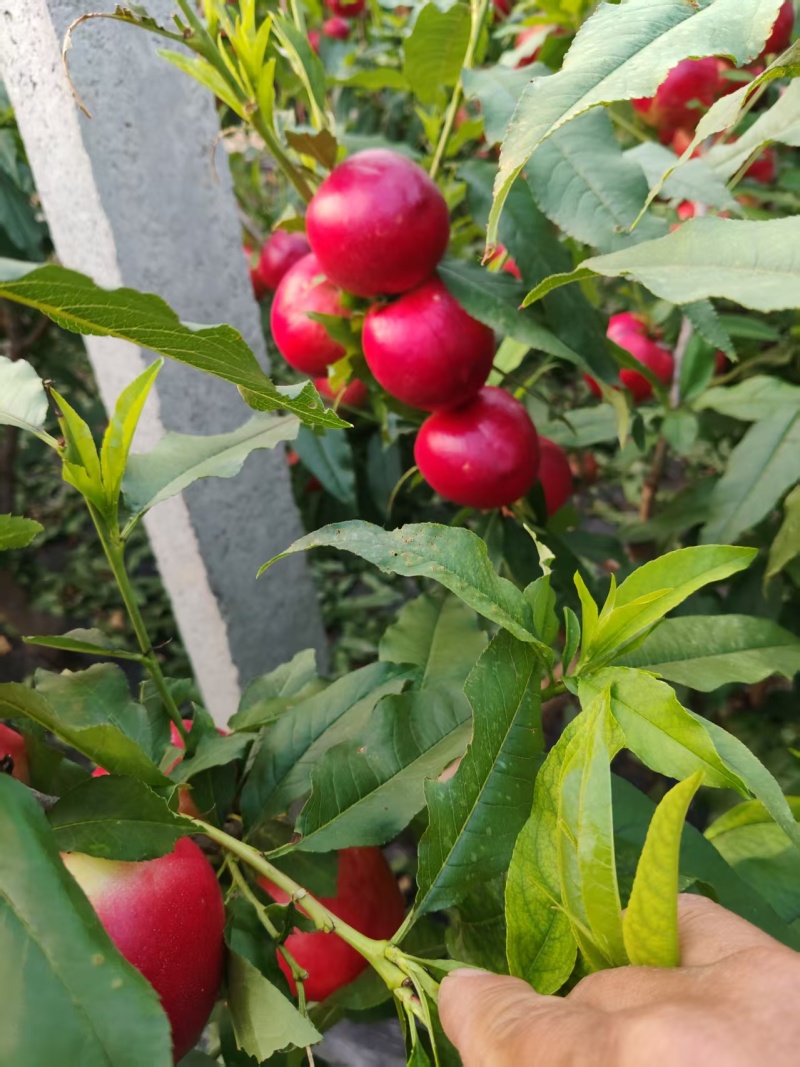 中油十八