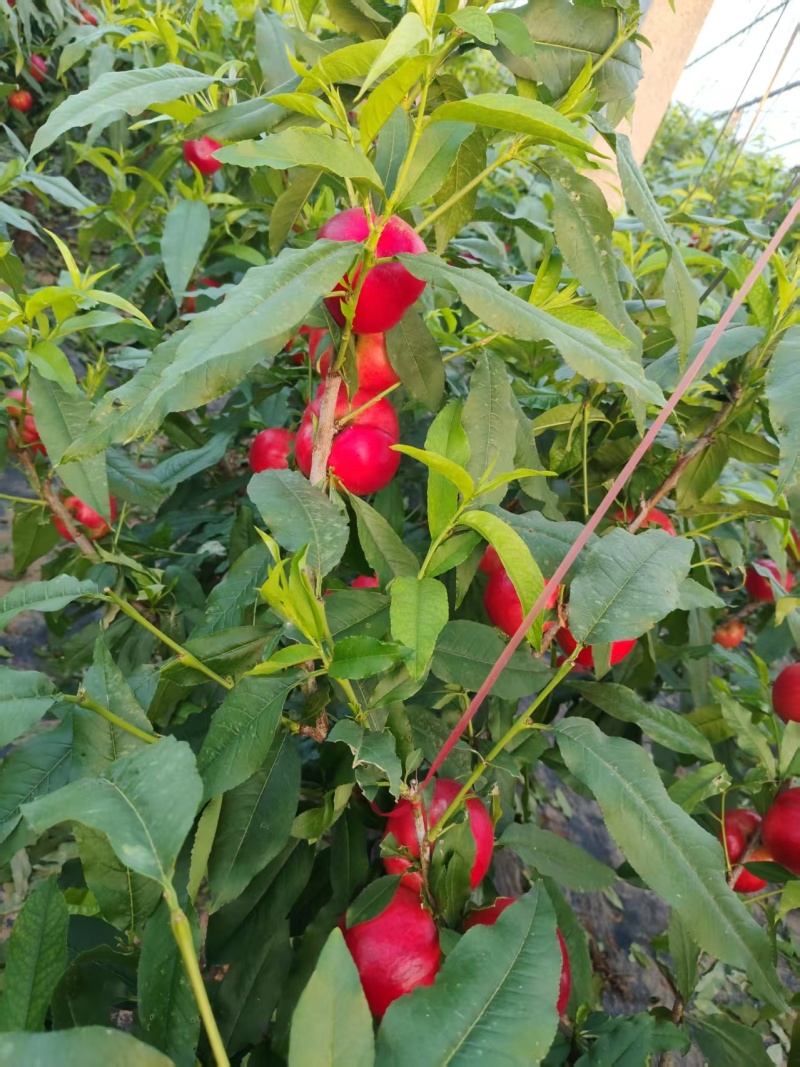 中油十八
