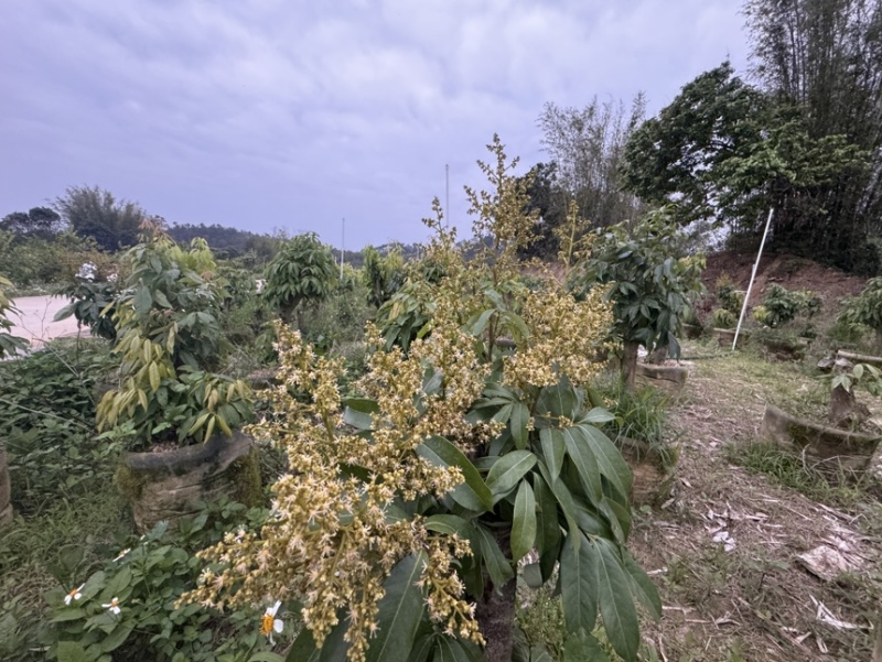 【好评超多】妃子笑荔枝苗高压苗酸甜爆汁果皮薄基地直供