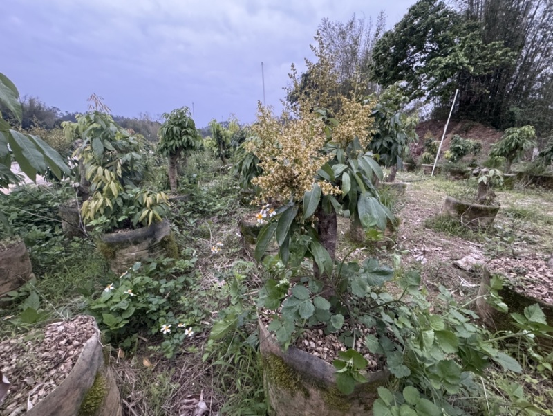 【好评超多】妃子笑荔枝苗高压苗酸甜爆汁果皮薄基地直供