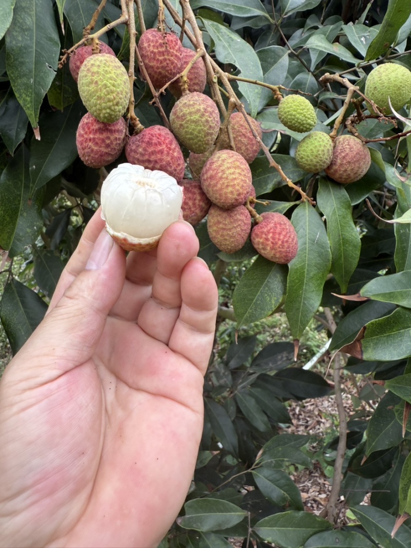 广东茂名荔枝白糖婴，桂花香，