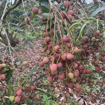 广东茂名荔枝白糖婴，桂花香，