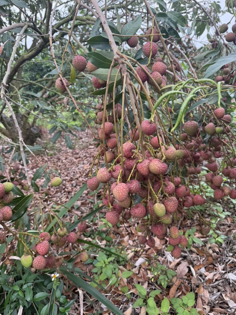 广东茂名荔枝白糖婴，桂花香，