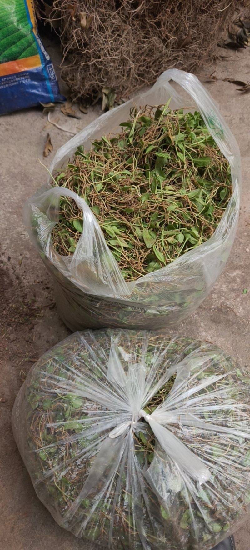 湖北恩施市咸丰县的一支箭，需要的老板联系我