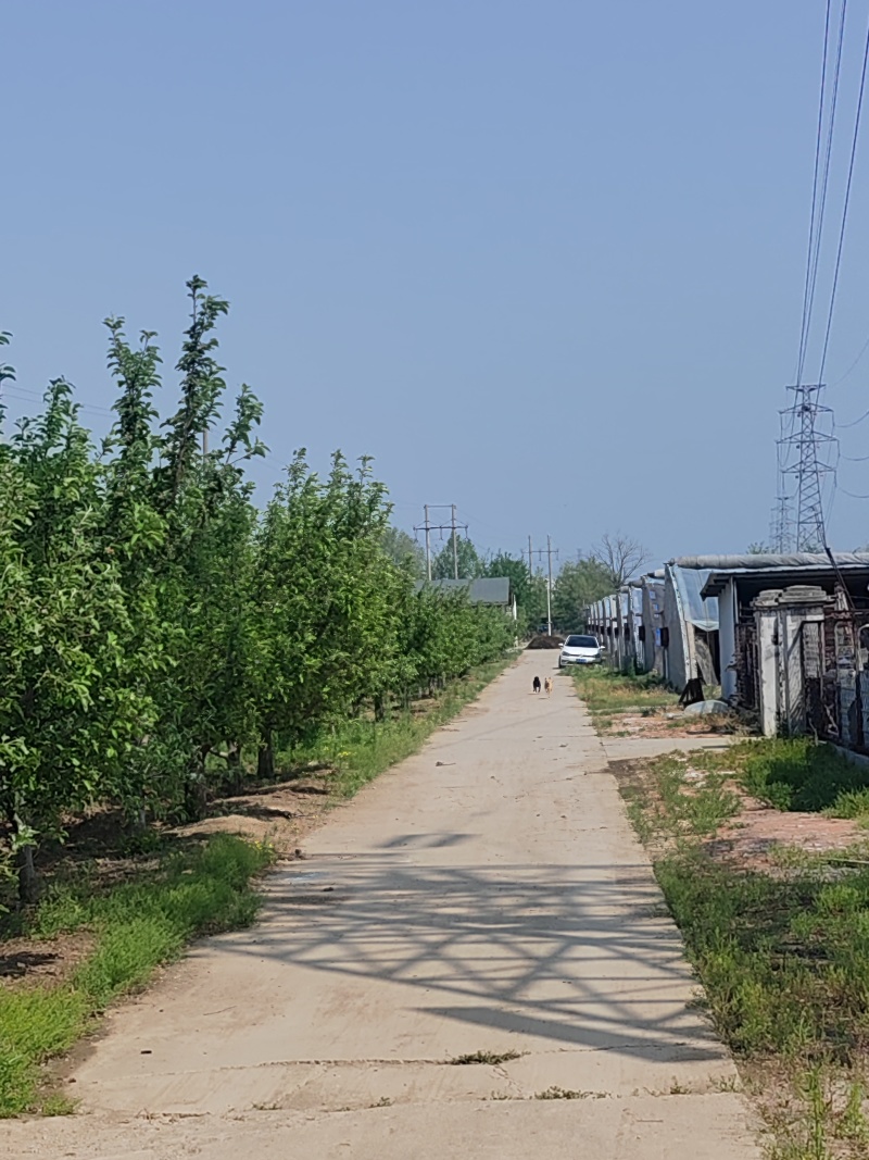 设施农用地，大棚，厂房，办公，水电路齐全