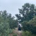 江西高山荸荠杨梅+东魁杨梅早熟现摘，海拔种植光照足口