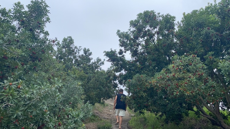 江西高山荸荠杨梅+东魁杨梅早熟现摘，海拔种植光照足口