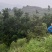 江西高山荸荠杨梅+东魁杨梅早熟现摘，海拔种植光照足口