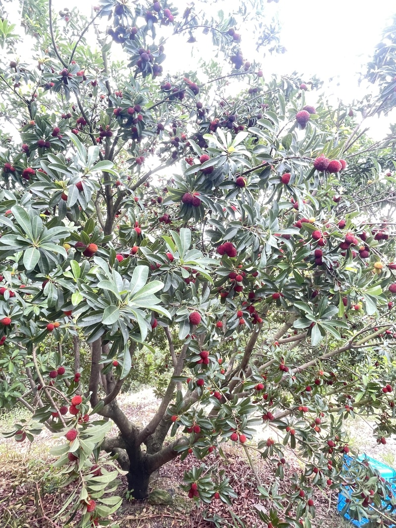 江西高山荸荠杨梅+东魁杨梅早熟现摘，海拔种植光照足口
