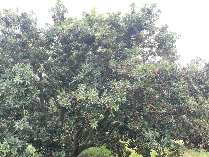 江西高山荸荠杨梅+东魁杨梅早熟现摘，海拔种植光照足口