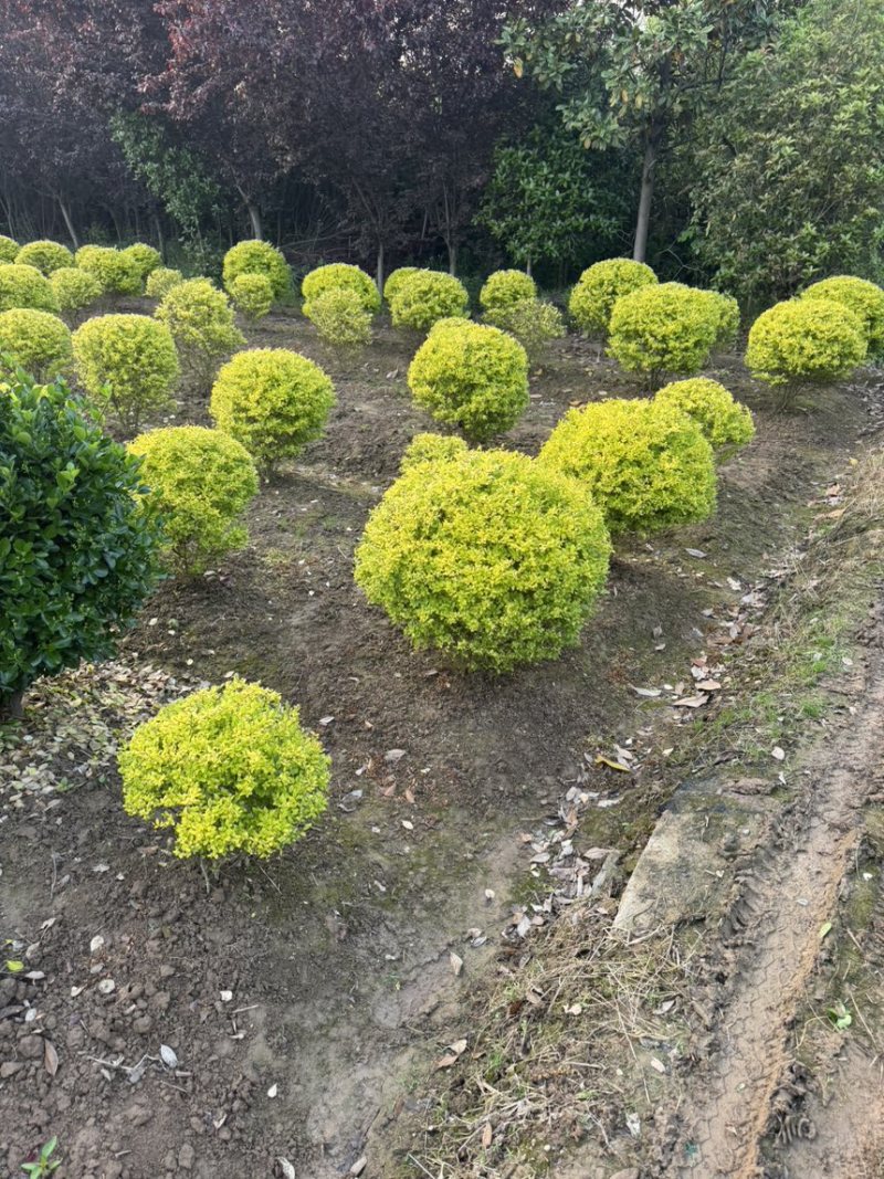红花檵木球，规格齐全，产地直销，多少都可以发，庭院配货