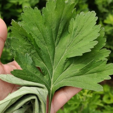 新鲜艾草