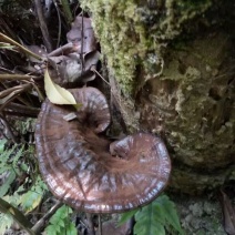 深山灵芝