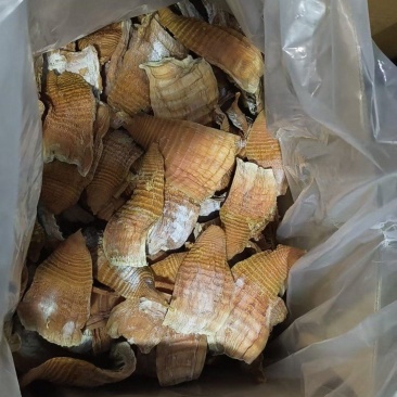 玉兰片好货4-8寸