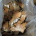 玉兰片好货4-8寸