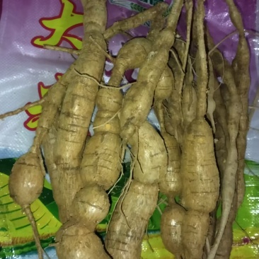 牛大力(黑皮牛大力