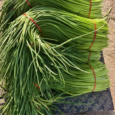 蒜苔大量上市，货源充足