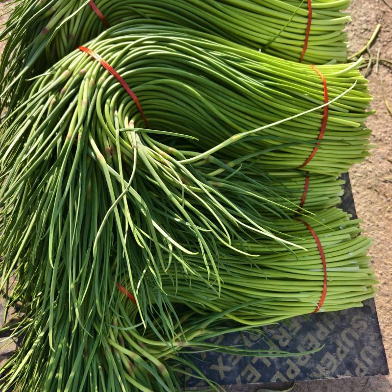 蒜苔大量上市，货源充足