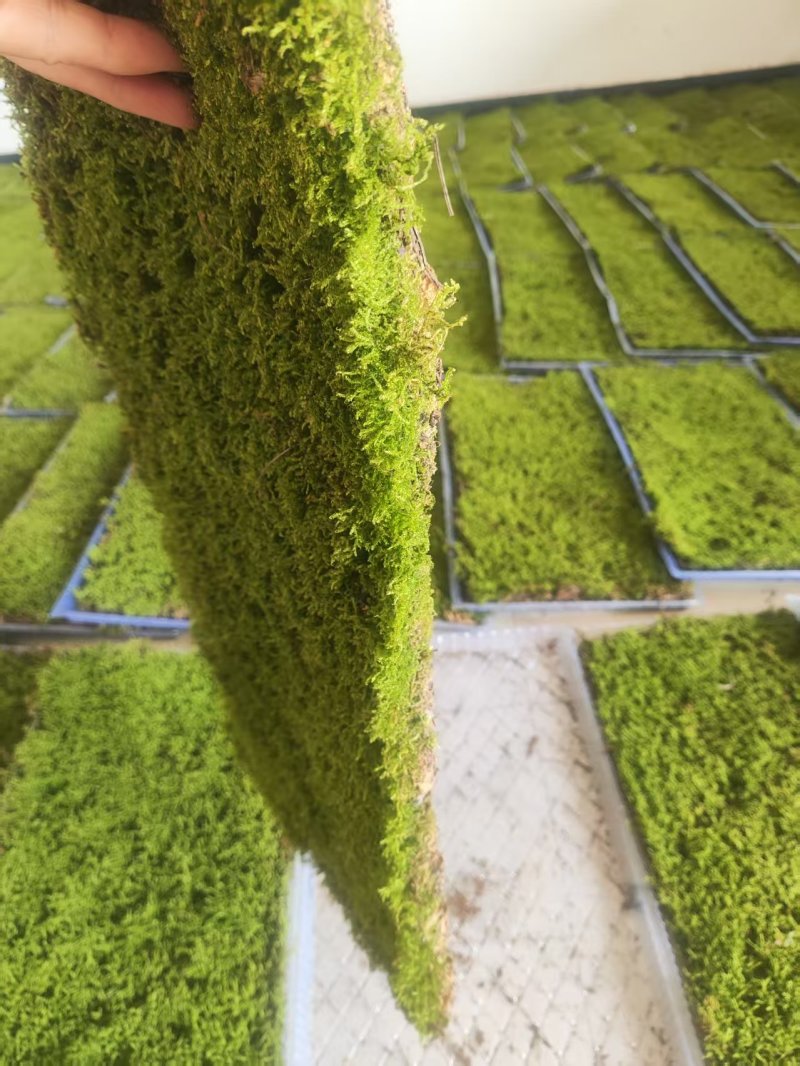 苔藓