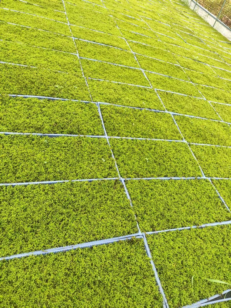 苔藓