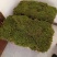 苔藓