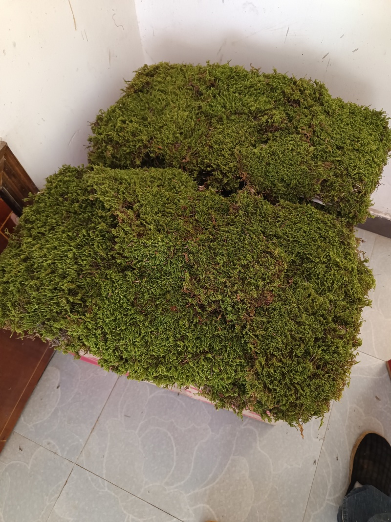 苔藓