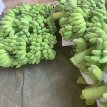 苹果蕉现摘现发，品质保证！