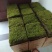 苔藓