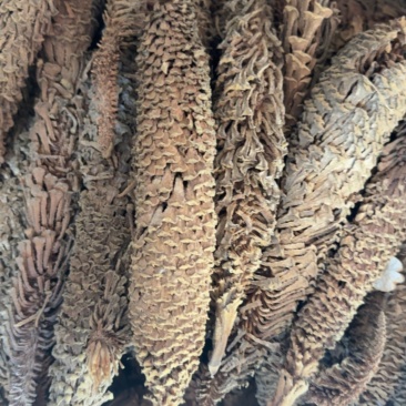 铁树花正品雄花中药材冷背中药材大全批发零售