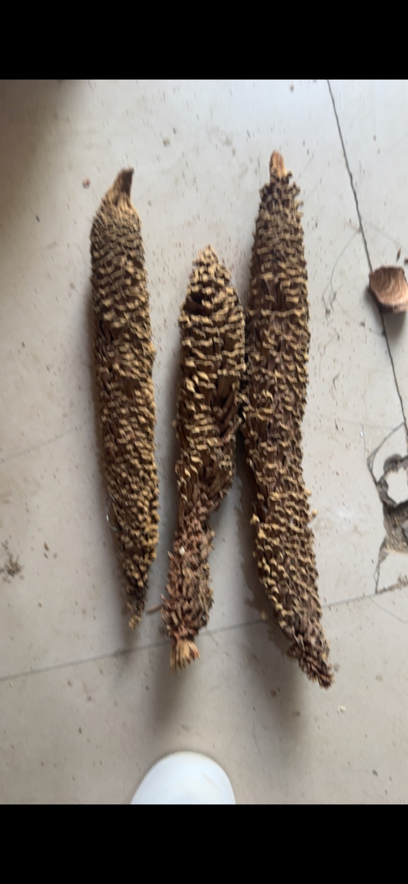 铁树花正品雄花中药材冷背中药材大全批发零售
