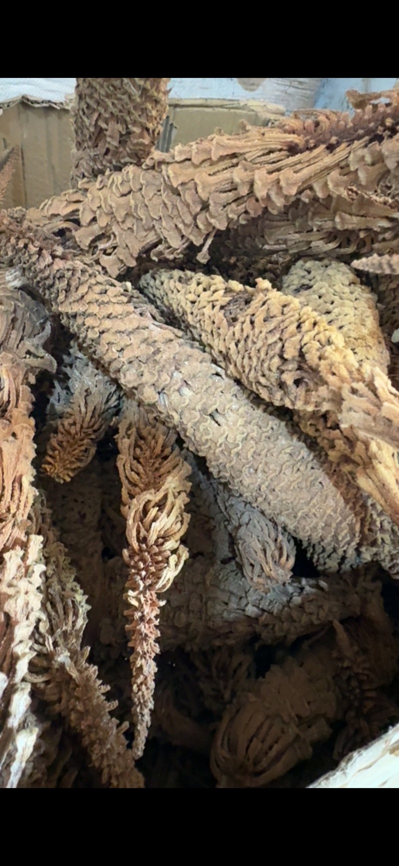 铁树花正品雄花中药材冷背中药材大全批发零售