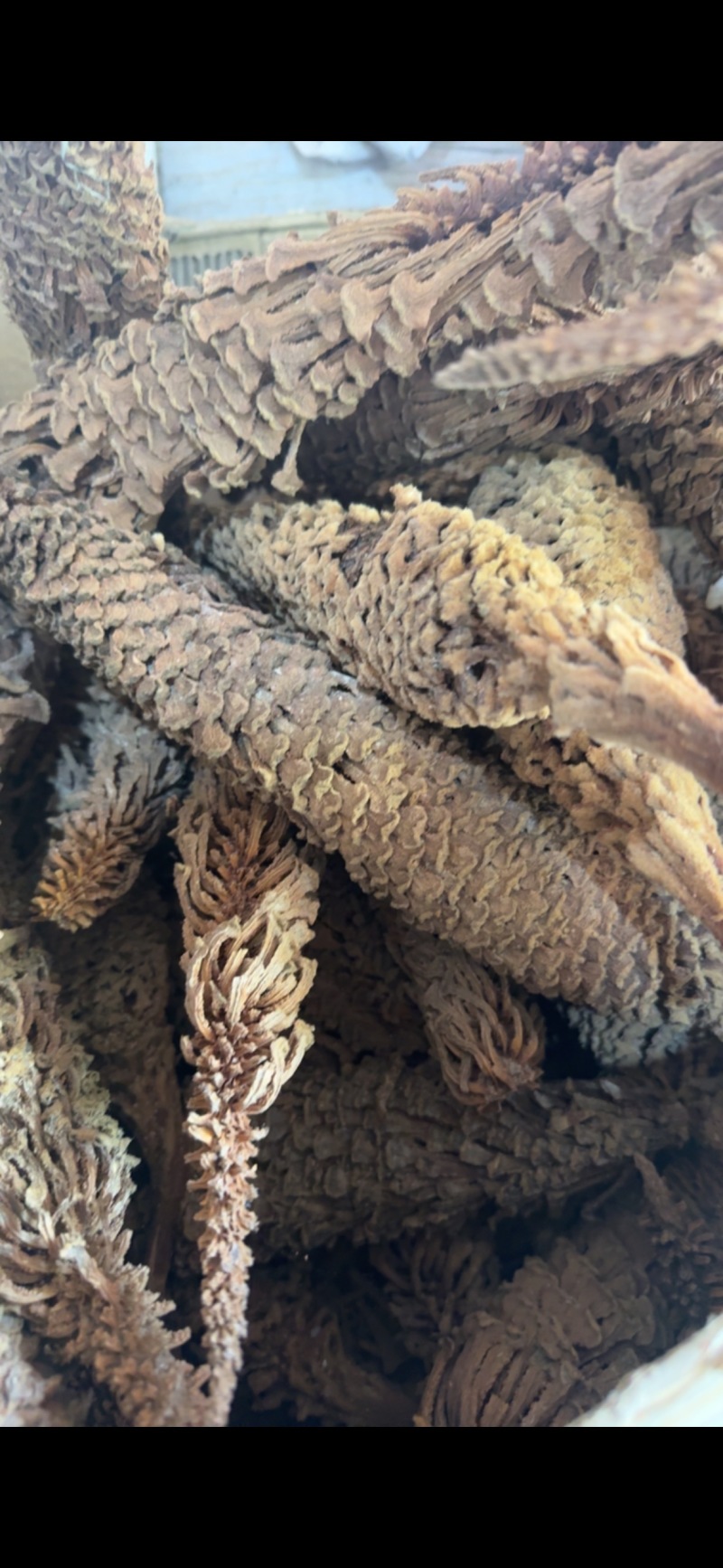 铁树花正品雄花中药材冷背中药材大全批发零售