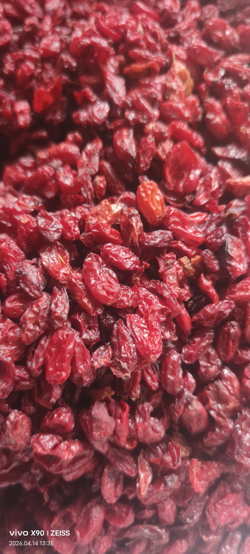 河南山茱萸产地批发