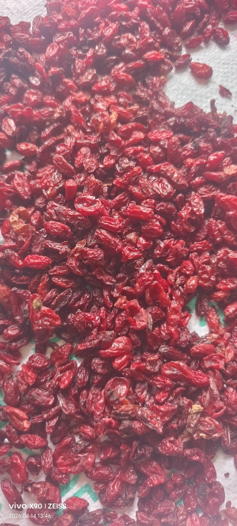 河南山茱萸产地批发