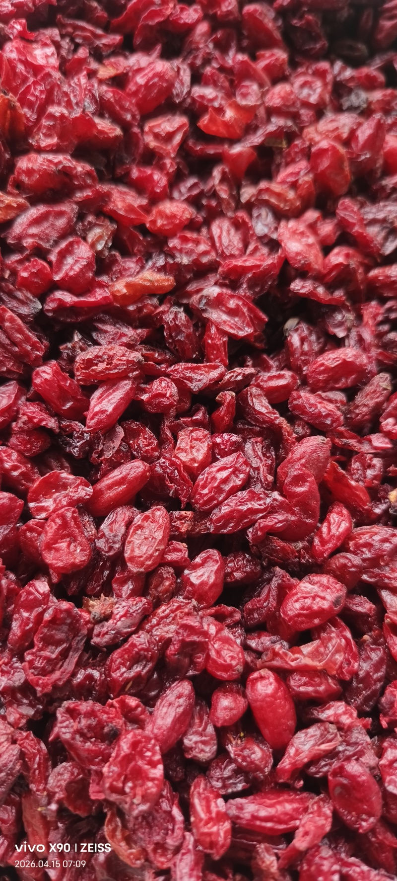 河南山茱萸产地批发