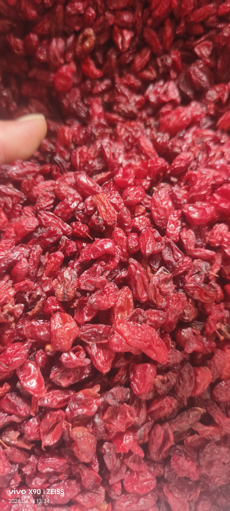 河南山茱萸产地批发