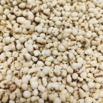 膨化炒薏仁，即食薏米，源头厂家直销价格便宜