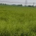 油菜籽