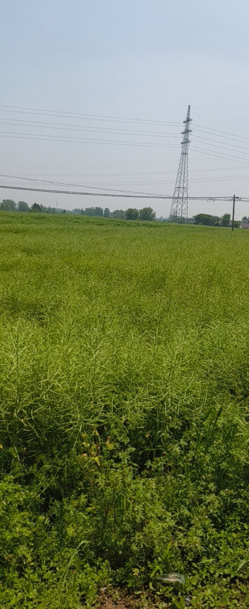 油菜籽