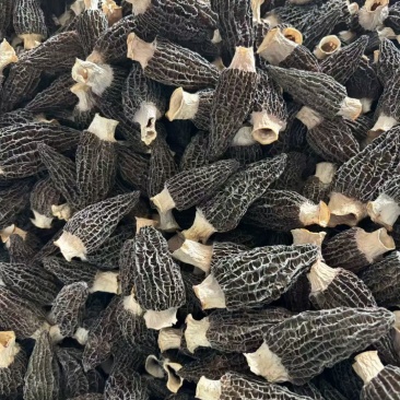 主营：木耳鹿茸菇羊肚菌虫草花龙须菜